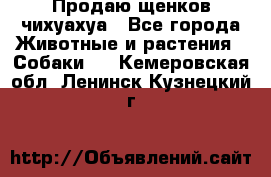 Продаю щенков чихуахуа - Все города Животные и растения » Собаки   . Кемеровская обл.,Ленинск-Кузнецкий г.